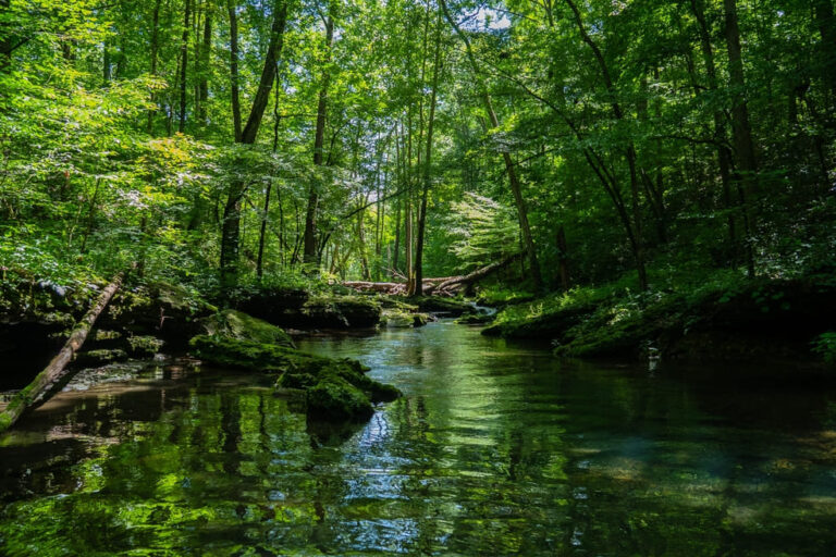 beautiful-scenery-river-surrounded-by-greenery-forest(1)(1)