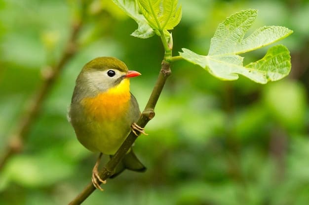 close-de-um-pequeno-e-fofo-leiothrix-de-bico-vermelho-empoleirado-em-um-galho-de-arvore-em-um-campo-sob-a-luz-do-sol_181624-34654(1)