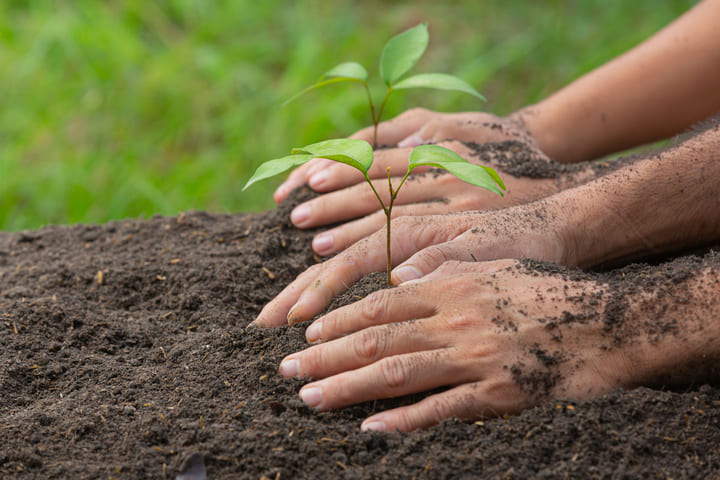 close-up-picture-hand-holding-planting-sapling-plant(1)(1)(1)